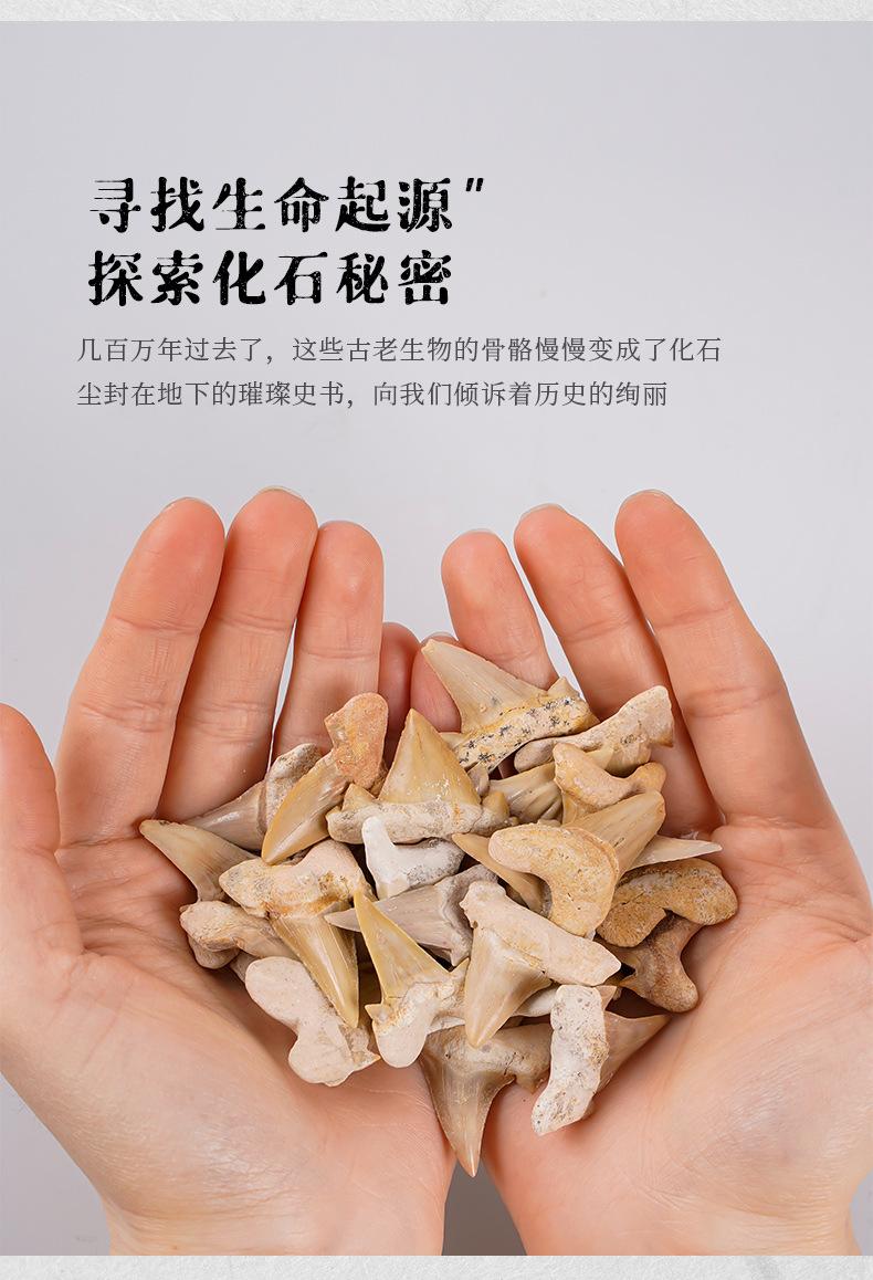 化石模板_03.jpg
