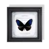Adorno de Marco de Espécimen de Mariposa Real Grande con Rayas Verdes, Valioso y Raro, Pieza de Exhibición de Decoración para el Hogar Moderno de Madera Natural, Decoración Creativa