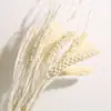 Pequeña Cola de Conejo de Caña Hierba Flor Inmortal Ramo DIY Producto Terminado Decoración Flor Real Adornos de Instagram Hierba de la Pampa Flores Secas Transfronterizo