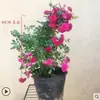 Plantas Trepadeiras Amarelas de Madeira Fragrante para Vasos, Plantio Direto de Mudas de Flores Fragrantes de Redwood Doce, Plantas Trepadeiras de Quatro Estações, Plantas em Vasos