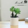 Flores Artificiais com Hastes em Ambas as Pontas, Suculenta Artificial, Bonsai Artificial, Pequenos Enfeites Criativos, Flores Artificiais, Fornecimento Direto dos Fabricantes, Plantas Verdes