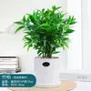Plantas de Bambu Repelentes de Mosquitos, Bambu Hidropônico, Plantas Verdes Cultivadas em Água para Sala de Estar Interna, Vasos de Flores, Bambu Repelente de Mosquitos Hidropônico, Fácil de Manter o Ano Todo