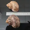 Artesanías de Conchas de Caracol Naturales, Materiales DIY Pintados a Mano, Conchas de Repuesto para Cangrejos Ermitaños, Paisajismo para Acuarios, Accesorios de Fotografía
