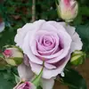 Plántulas de Rosas Yunnan Kunming Pila Vieja Rosa Roja Raíz Vieja Plántulas de Rosas Blanco Rosa Florecen Todo el Año y Tienen Fuerte Fragancia Florales