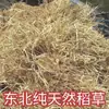 Fibra de paja de arroz seca, paja de arroz para decoración de paredes de edificios antiguos, paja de arroz triturada para paisajismo, tierra de diatomeas, pintura de paja de arroz - precios