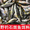 Isca de Pesca Selvagem para Robalo, Isca de Riacho para Robalo, Isca de Riacho para Robalo Listrado Branco, Isca de Riacho para Robalo