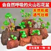 Vaso de flor de pedra vulcânica feito à mão Musgo Tengchong rocha vulcânica flor orquídea Dendrobium jardinagem planta verde universal personalidade