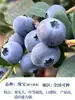 Semillas de Arándano para Plantar en el Norte y Sur, Plantas de Maceta para Balcón, Plantones de Árboles Frutales del Norte, Plantones de Árboles Frutales, Plantas de Arándano en Maceta