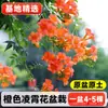 Mudas de Flor de Lingxiao, Plantas Trepadeiras, Fáceis de Cuidar o Ano Todo, Floração, Resistentes ao Frio e ao Calor, Mudas de Flor de Fogos de Artifício, Plantas para Varanda e Jardim, Lingxiao