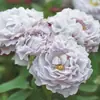 Plántulas de Flor Rosa de Flujo Transparente de una Pieza para Envío Directo Arbustos en Maceta Plantas y Flores de Jardín para Patio Terraza Floración Multitemporada
