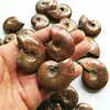Fóssil de Concha Manchada Natural Concha Fóssil Antigo Espécime Mineral Pedra Bruta Ornamental
