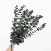 Hoja de Eucalipto Individual Transfronteriza al por Mayor Hojas de Dinero Adornos Decoración de Bodas Plantas Verdes Arreglo Floral Materiales Florales