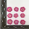 Paquete de Materiales Adhesivos DIY en Relieve de Flores Secas de Rosa Marco de Fotos Decoración de Pintura Lámpara de Mesa de Rosa Espécimen de Planta