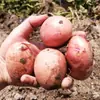 Batatas frescas de Yunnan, colhidas na hora, com casca vermelha e polpa amarela, 10/ 1.5kg, sementes de batata pequenas, batatas cultivadas na fazenda, atacado