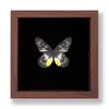 Mariposa Alirroja Mariposa Real Adorno Pintura Decorativa Espécimen de Mariposa Regalo de Cumpleaños Marco de Regalo Soporte de Exhibición Sensación de Alta Gama