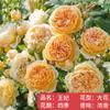 Plántulas de rosa, enredaderas trepadoras, plantas de floración de cuatro estaciones, enredadera, rosa, flor en maceta, flor extra grande, exterior, balcón, plantas verdes