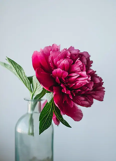 Peony-Flower-Poster-Nordic-Blu