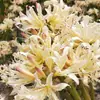 Bulbos de lirio de los valles, Plantas de amarilis en maceta, Semillas de licina, bulbos grandes, flores de balcón, florecen en todas las estaciones