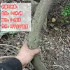Enredaderas de árbol, enredaderas marchitas, enredaderas de montaña rojas, decoraciones para tiendas de bodas, decoraciones para el hogar, techos de enredaderas, sin agua, decoraciones de ratán real, hojas