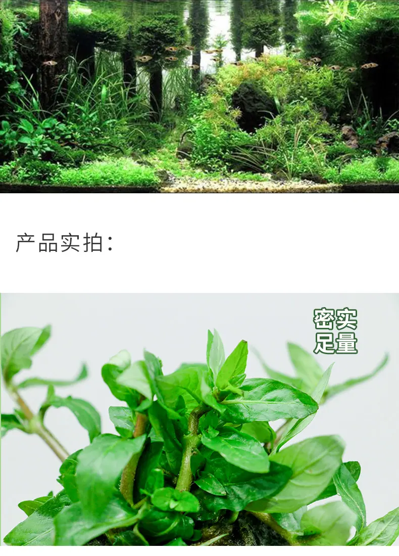 叉柱花（杯）_01
