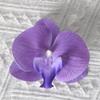 Borboleta orquídea flor cabeça simulação flor acessórios de parede flor diy handmade decoração de casamento flor flap hairpin cocar material