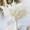 Flores de Caña Secas Ins Estilo Nórdico Flores Eternas Hierba de la Pampa Amazon Venta Caliente al por Mayor Ramo de Flores Estilo Ins Plantas