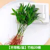 Repelente de Mosquitos Bambú y Ciprés Plantas Hidropónicas Plantas Verdes de Interior Cultivadas en Agua Menta en Maceta Césped Perenne de Escritorio Fácil de Cultivar