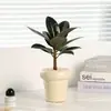 Planta en maceta Árbol de caucho Black Diamond es de hoja perenne y fácil de cuidar, una flor bonsái y planta verde para escritorios del hogar y la oficina, purifica el aire