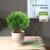 Árbol de la Fortuna Oficina Plantas en Maceta Interior Sala de Estar Plantas de la Fortuna Flores Bueno para Alimentar Formaldehído Mariposa Escritorio Plantas Verdes