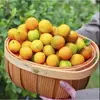 Kumquats Crujientes de Guangxi Deberían Estar en Temporada Fruta Kumquats Pieza Entera Envío Gratis Fruta Fresca Kumquats de Piel Crujiente Una Pieza Dropshipping