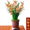 [Enviado desde la Base] Plántulas Fuertes y Fáciles de Cultivar de Orquídeas, Orquídeas en Maceta con Capullos, Orquídeas, Orquídeas de Tinta, Orquídeas de Interior con Aroma Fuerte