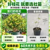 Plántula de Osmanthus en Maceta Osmanthus Dorado Osmanthus de Cuatro Estaciones Tipo Flores de Fragancia Rica Interior Exterior Patio Balcón Siembra en Suelo Fácil de Cultivar Plantas Verdes