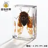 Artesanías de especímenes, insectos reales, escarabajo ciervo, escorpión, escarabajo, araña, regalos de enseñanza de ciencias biológicas, adornos de resina