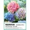Plántulas de Hortensia, Flores Endless Summer, Plantas Florales de Maceta de Fácil Cultivo en Todas las Estaciones, Fácil de Cultivar en Patios Interiores