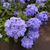 Hiedra Trepadora en Maceta Copo de Nieve Azul Plantas Grandes en Maceta para Patio Jardín Balcón Plantas Verdes Ornamentales Plántulas de Flores Perennes