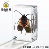 Artesanías de especímenes, insectos reales, escarabajo ciervo, escorpión, escarabajo, araña, regalos de enseñanza de ciencias biológicas, adornos de resina