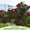 Rosa Grande Muda Flor de Rosa Muda Trepadeira Rosa Floresce em Todas as Estações Flores Extra Grandes Fragrância Forte Planta Trepadeira Rosa Flor de Parede Rosa Planta em Vaso