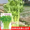 Venta al por mayor Semillas de Verduras para Huerto de Jardín Resistentes al Calor para Cuatro Estaciones Corazón Amarillo Celery Blanco Fragante Semillas 7 Gramos de Colza Entrega Directa del Fabricante