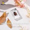 Fábrica Zhongkun Mundo de los Insectos Especímenes Reales de Insectos del Escarabajo Dorado, Producto Popular Transfronterizo, Enseñanza de una Pieza Dropshipping