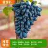 Árvore de Uva Kyoho, Mudas de Árvore Frutífera Rosa do Sol, Plantas em Vasos, Plantas Resistentes ao Frio no Norte e Sul, Plantas Trepadeiras, Comestíveis