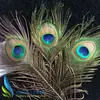 Em estoque 25-30cm joias de pena de pavão artesanato fabricantes de pena de pavão atacado moeda