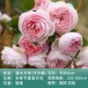 Dropshipping [] Plantones de Rosas de las Cuatro Estaciones Rosa Trepadora Flores Grandes Fragantes Jardín Plantas Trepadoras Flores Rosas