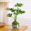 Planta Xu Huiji rosa con capullos, planta de bola de musgo hidropónico, flor de interior en maceta para sala de estar y escritorio de oficina, venta al por mayor