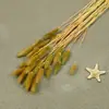 Flores Secas, Cola de Conejo, 60 Piezas/Manojo, Ramo de Lujo Ligero, Adornos de Flores Reales, Pequeño Ramo de Flores Eternas Regalo, Materiales de Flores Reales
