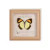 Espécime de Borboleta Real Pintura Decorativa Produto Acabado Suporte de Exibição Decoração de Casa Estilo Nórdico Tridimensional Feito à Mão DIY Presente de Aniversário