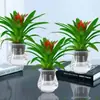 Plántulas de palma roja de la suerte en macetas grandes, adecuadas para exhibición en la sala de estar, flores y plantas hidropónicas cultivadas en casa, fáciles de cuidar en interiores y prosperan en todas las estaciones.
