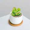 Combinación de Plantas Suculentas Pequeñas en Maceta para Interiores Suculentas Fáciles de Cuidar Plantas Verdes de Escritorio Flores con Maceta Paquete para Principiantes