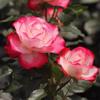 Balcón de Jugo Planta en Maceta Rosa con Capullos Florece Todo el Año Flor de Rosa Rosales Fáciles de Cultivar con Aroma Frutal
