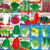 Semillas de Verduras Variadas para Otoño e Invierno, Semillas de Col China, Plántulas con Alta Tasa de Germinación, Nuevas Variedades de Colza Empresas Mayoristas