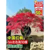 Vivero de arces rojos japoneses para dropshipping, árbol enano rojo de cuatro estaciones, árbol paisajístico Princesa Danza Roja, resistente al frío para exteriores para villas